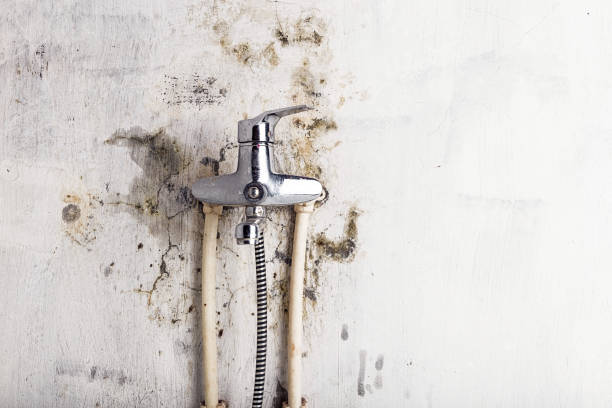 Roseville, OH Mold Remediation Company