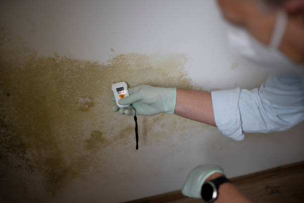 Best Emergency Mold Remediation in Roseville, OH
