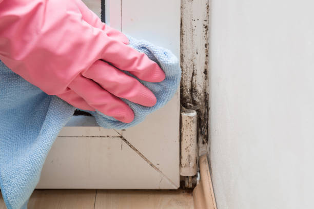 Best Basement Mold Remediation in Roseville, OH