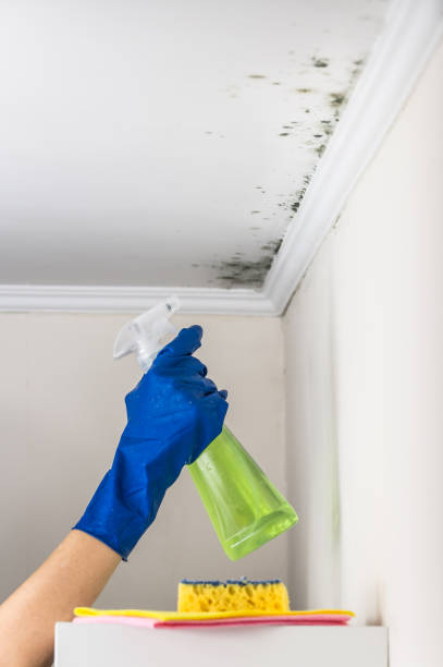 Best Post-Flood Mold Remediation in Roseville, OH